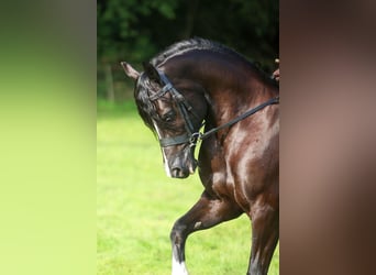 Welsh-C, Stute, 8 Jahre, 136 cm, Rappe
