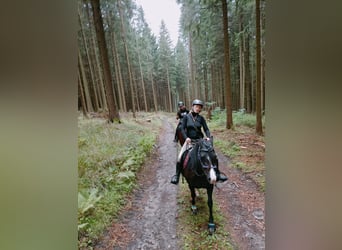 Welsh-C Mix, Stute, 8 Jahre, 140 cm, Rappe