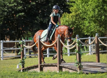 Welsh-C, Stute, 9 Jahre, 130 cm, Brauner