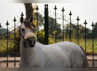 Welsh-C, Stute, 9 Jahre, 132 cm, Schimmel