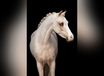 Welsh-C, Stute, 9 Jahre, 134 cm, Palomino