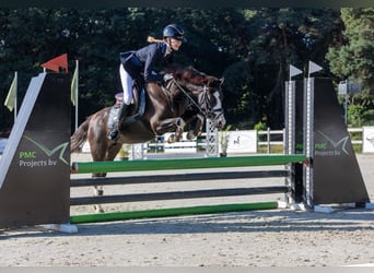 Welsh-C, Stute, 9 Jahre, 135 cm, Rappe