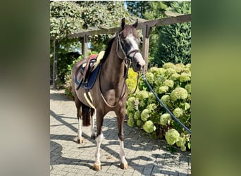 Welsh-C, Stute, 9 Jahre, 135 cm, Rappe