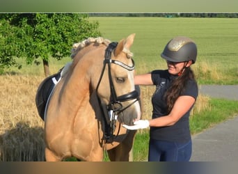 Welsh-C, Stute, 9 Jahre, 138 cm, Palomino