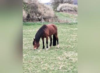 Welsh-C, Stute, 9 Jahre, 146 cm, Brauner