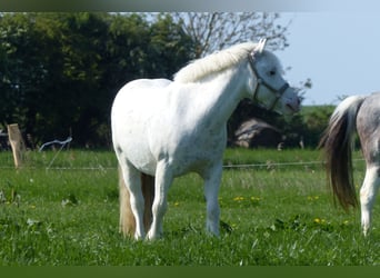 Welsh-C Mix, Wallach, 10 Jahre, 126 cm, Schimmel