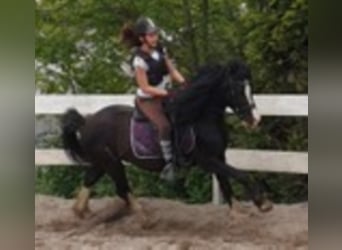 Welsh-C, Wallach, 10 Jahre, 137 cm, Rappe