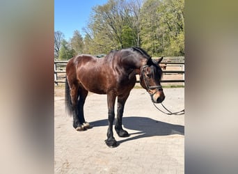Welsh-C, Wallach, 10 Jahre, 148 cm, Dunkelbrauner