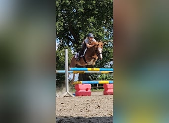 Welsh-C, Wallach, 11 Jahre, 128 cm, Fuchs