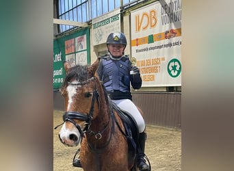 Welsh-C, Wallach, 11 Jahre, 137 cm, Hellbrauner