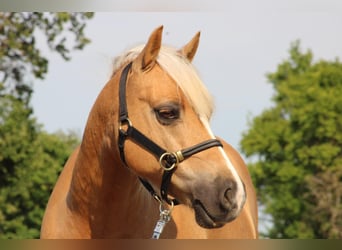 Welsh-C, Wallach, 12 Jahre, 135 cm, Palomino