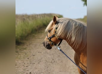 Welsh-C, Wallach, 12 Jahre, 135 cm, Palomino