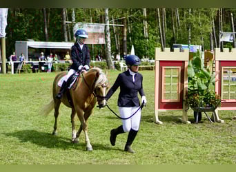 Welsh-C, Wallach, 12 Jahre, 135 cm, Palomino