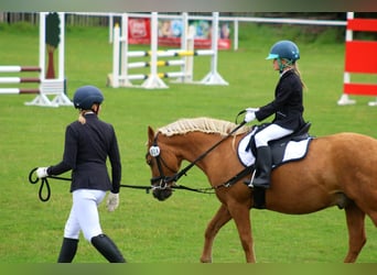 Welsh-C, Wallach, 12 Jahre, 135 cm, Palomino