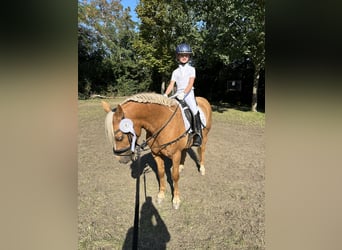 Welsh-C, Wallach, 12 Jahre, 135 cm, Palomino