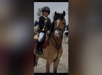 Welsh-C, Wallach, 12 Jahre, 139 cm, Falbe