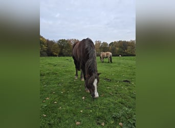 Welsh-C, Wallach, 12 Jahre, Dunkelfuchs