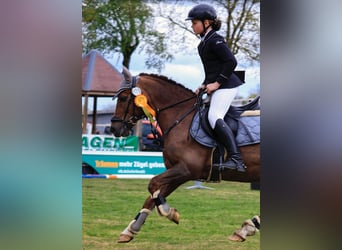 Welsh-C, Wallach, 13 Jahre, 140 cm, Dunkelfuchs