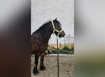 Welsh-C, Wallach, 14 Jahre, 127 cm, Brauner