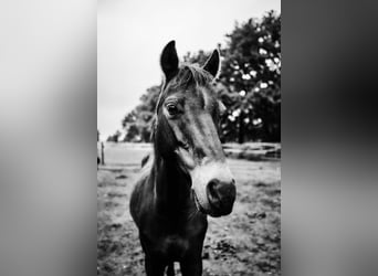 Welsh-C, Wallach, 14 Jahre, 134 cm, Brauner