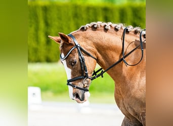 Welsh-C, Wallach, 14 Jahre, 134 cm, Fuchs