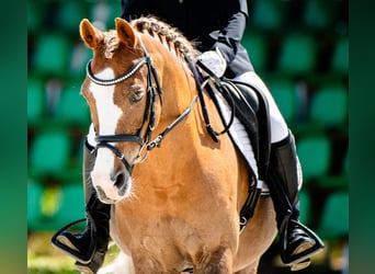 Welsh-C, Wallach, 14 Jahre, 134 cm, Fuchs