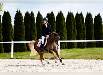 Welsh-C, Wallach, 14 Jahre, 134 cm, Fuchs