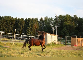 Welsh-C, Wallach, 15 Jahre, 130 cm, Brauner