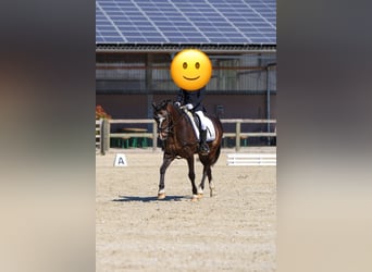 Welsh-C, Wallach, 15 Jahre, 138 cm, Dunkelbrauner