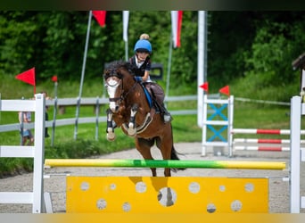 Welsh-C, Wallach, 16 Jahre, 137 cm, Brauner