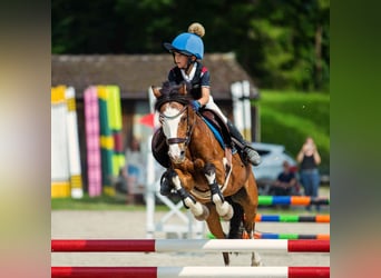 Welsh-C, Wallach, 16 Jahre, 137 cm, Brauner
