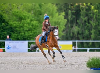 Welsh-C, Wallach, 16 Jahre, 137 cm, Brauner