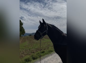 Welsh-C, Wallach, 19 Jahre, 145 cm, Rappe