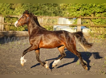 Welsh-C, Wallach, 2 Jahre, 140 cm, Brauner