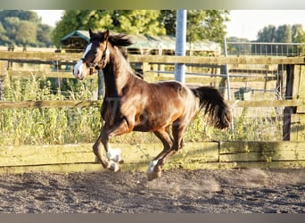 Welsh-C, Wallach, 2 Jahre, 140 cm, Brauner