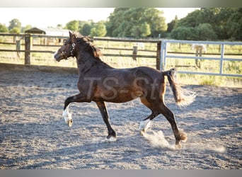 Welsh-C, Wallach, 2 Jahre, 140 cm, Brauner