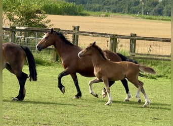 Welsh-C, Wallach, 2 Jahre, 140 cm, Brauner