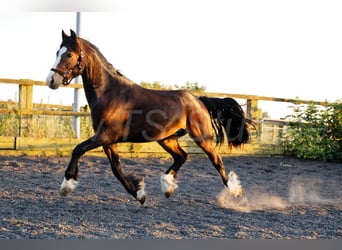Welsh-C, Wallach, 2 Jahre, 140 cm, Brauner