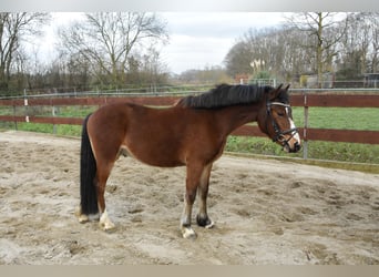 Welsh-C, Wallach, 3 Jahre, 134 cm, Brauner