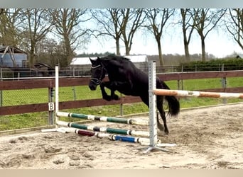 Welsh-C Mix, Wallach, 3 Jahre, 144 cm, Rappe
