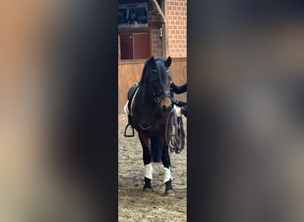 Welsh-C Mix, Wallach, 3 Jahre, 146 cm, Brauner