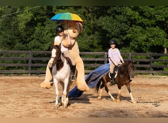 Welsh-C Mix, Wallach, 4 Jahre, 117 cm, Schecke