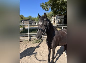 Welsh-C, Wallach, 4 Jahre, 123 cm, Rappe
