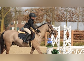 Welsh-C, Wallach, 4 Jahre, 136 cm