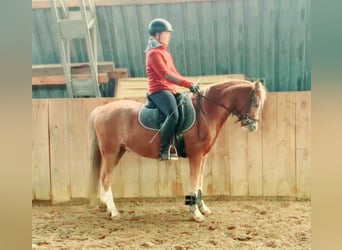 Welsh-C, Wallach, 4 Jahre, 140 cm, Fuchs