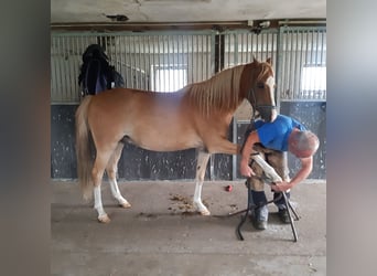 Welsh-C, Wallach, 4 Jahre, 140 cm, Fuchs