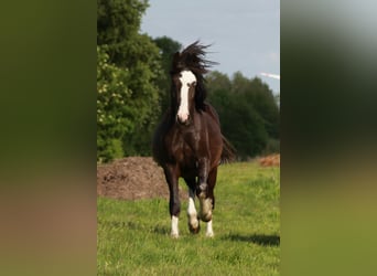 Welsh-C, Wallach, 4 Jahre, 142 cm, Rappe