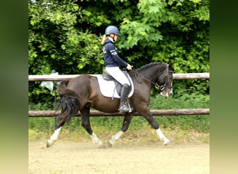Welsh-C, Wallach, 4 Jahre, 142 cm, Rappe
