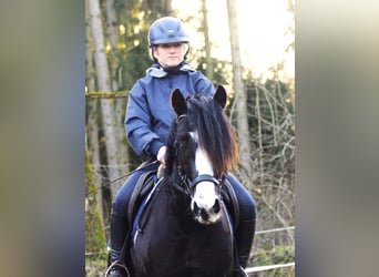Welsh-C, Wallach, 4 Jahre, 142 cm, Rappe