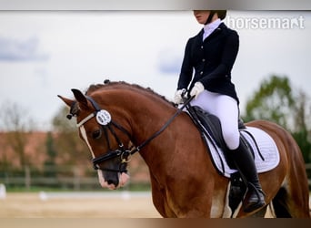 Welsh-C, Wallach, 4 Jahre, 157 cm, Rotbrauner